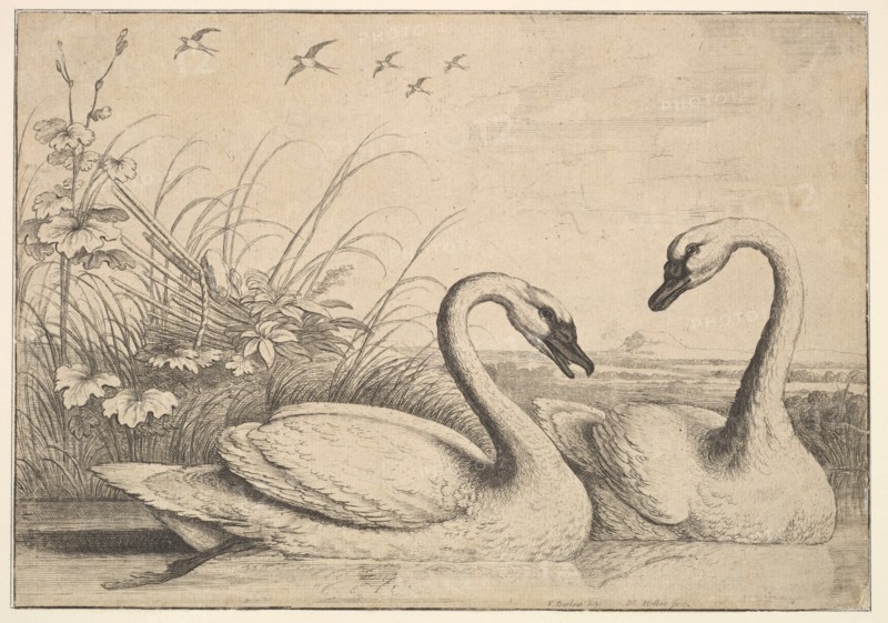 Two Swans, 1654-58. Creator: Wenceslaus Hollar.