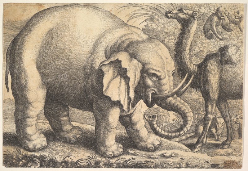 Elephant and Camel, 17th century
