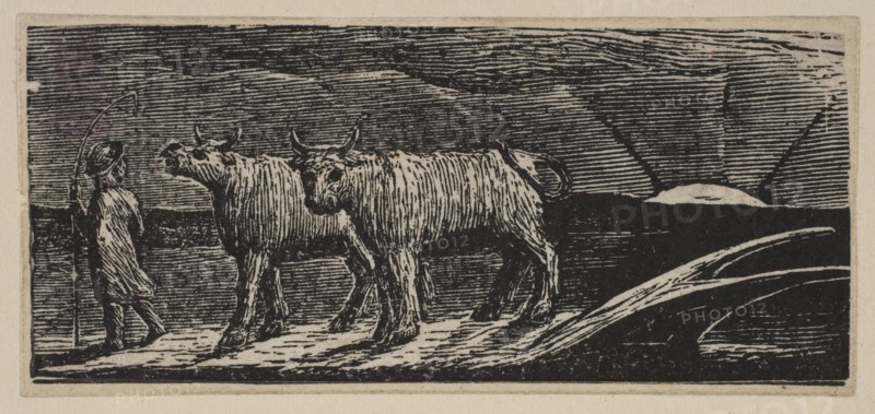 Unyok'd Heifers, Loitering Homeward, from Thornton's Pastorals of Virgil, 1821. Creator: William Blake.
