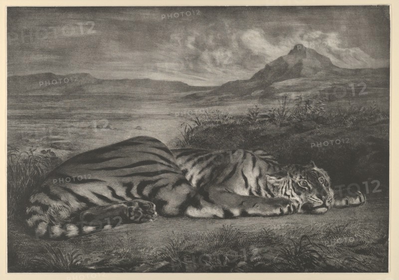 Royal Tiger