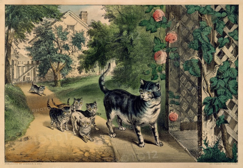 Pussy's Return