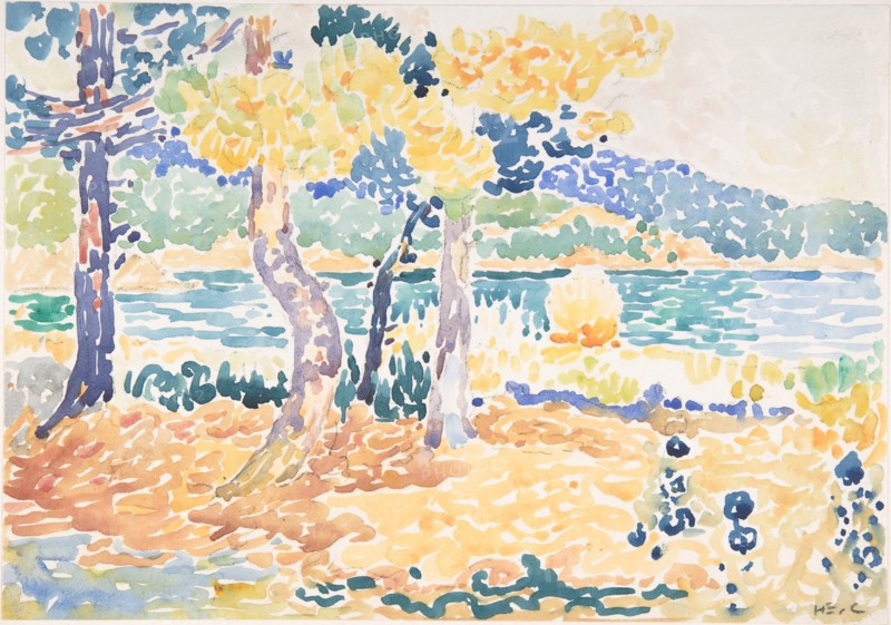 Pines on the Coastline