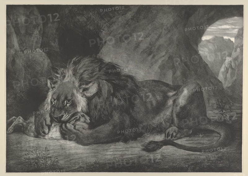 Lion of the Atlas Mountains