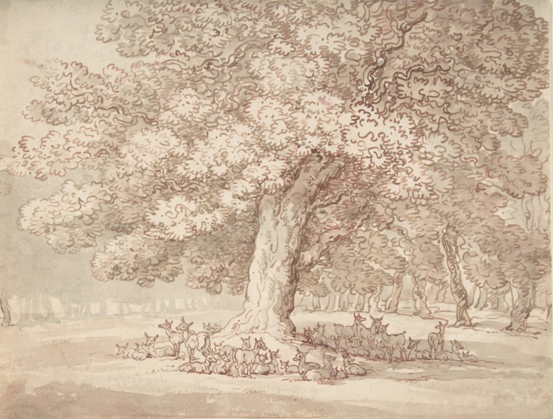 Herd of deer under an oak tree