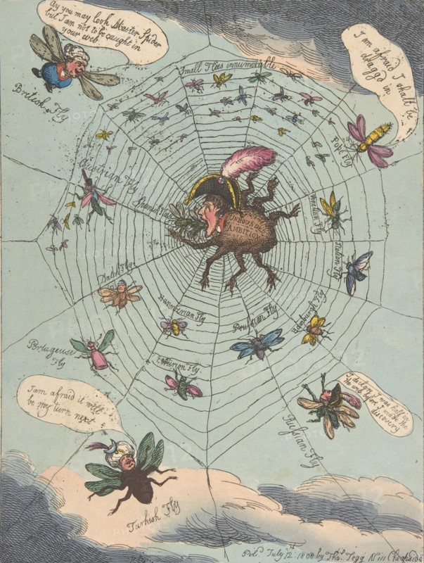 The Corsican Spider in His Web!
