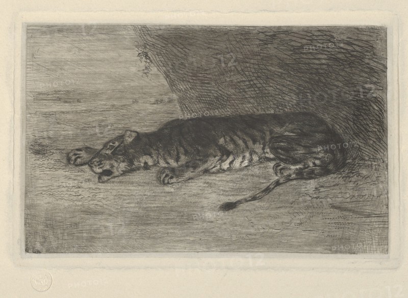 Tiger Lying at the Entrance of its Lair