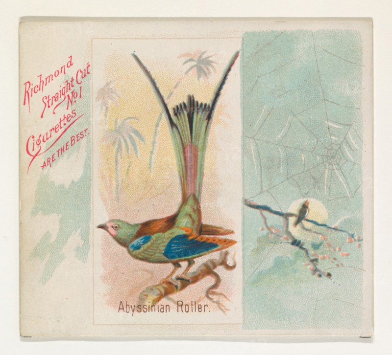 Abyssinian Roller, from the Song Birds of the World series (N42) for Allen & Ginter Cigarettes, 1890.