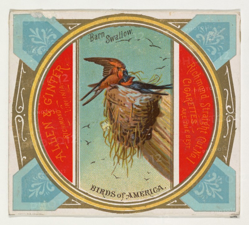 Barn Swallow, from the Birds of America series (N37) for Allen & Ginter Cigarettes, 1888.
