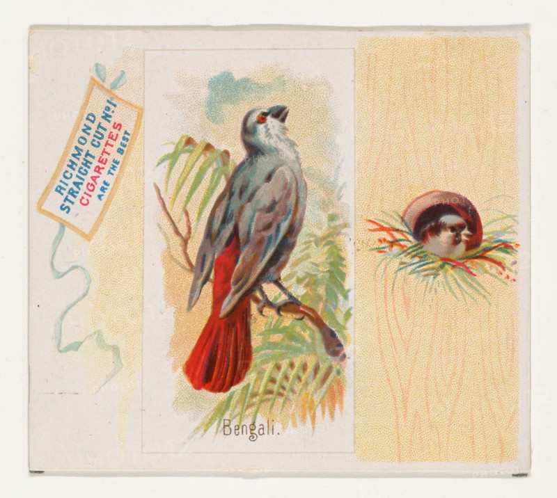 Bengali, from the Song Birds of the World series (N42) for Allen & Ginter Cigarettes, 1890.