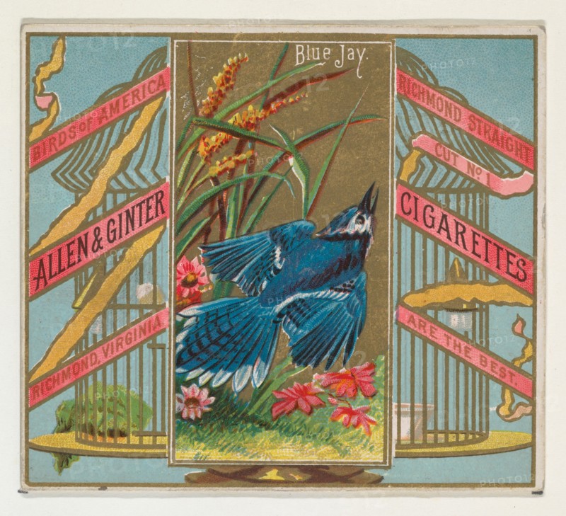 Blue Jay, from the Birds of America series (N37) for Allen & Ginter Cigarettes, 1888.