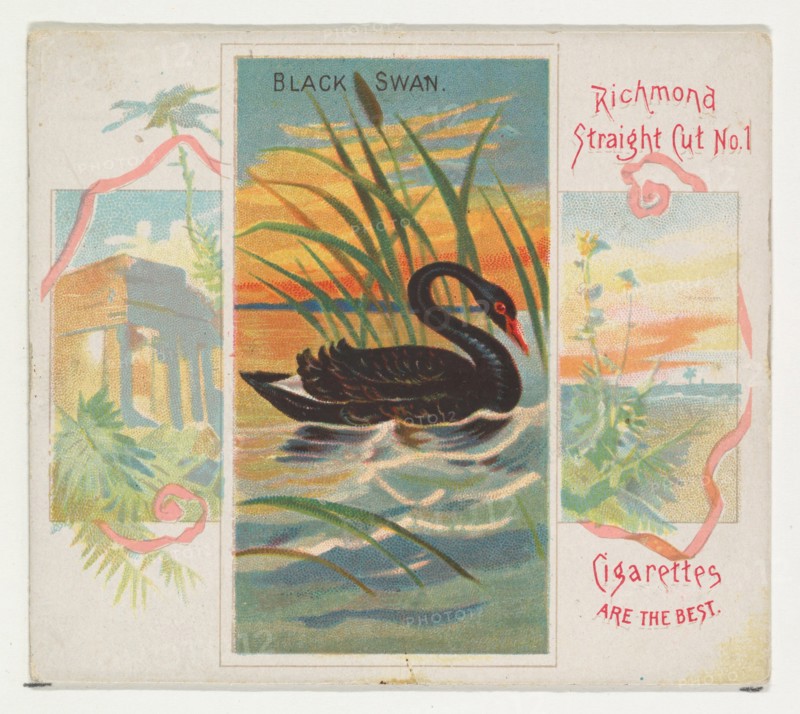 Black Swan, from Birds of the Tropics series (N38) for Allen & Ginter Cigarettes, 1889.