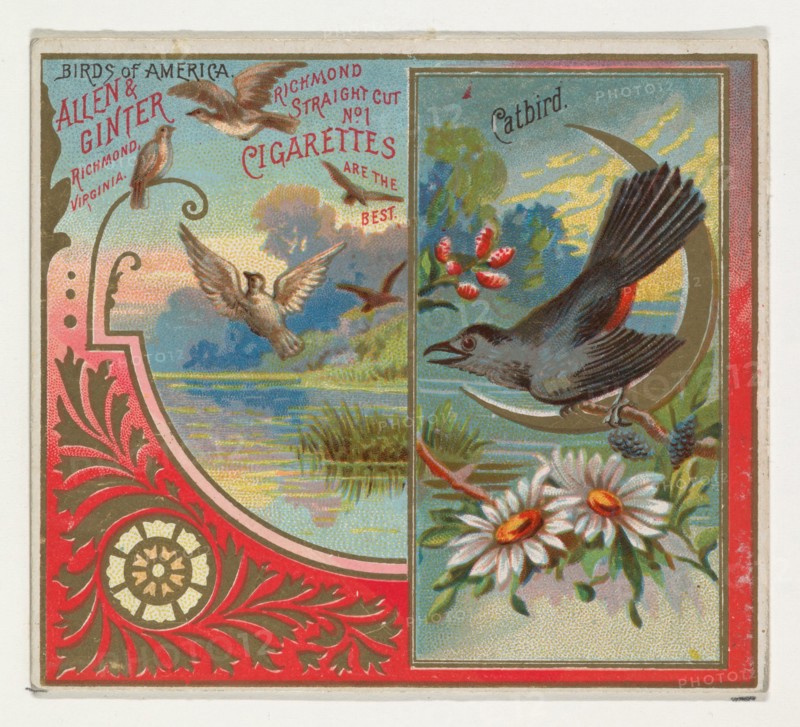 Catbird, from the Birds of America series (N37) for Allen & Ginter Cigarettes, 1888.