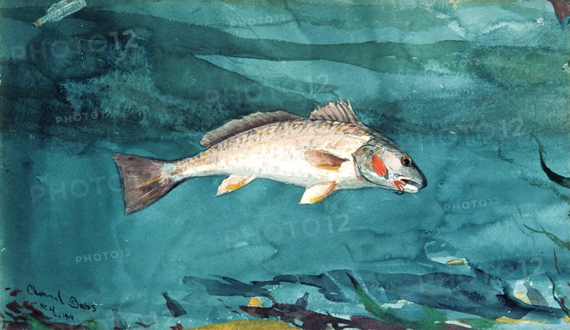 Channel Bass, 1904.