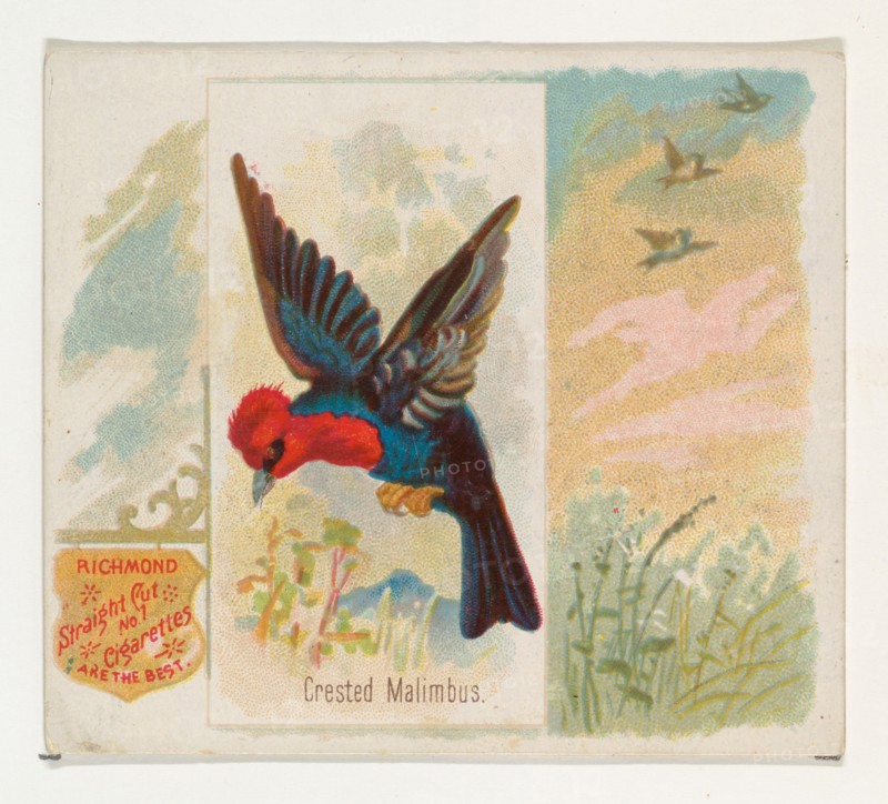 Crested Malimbus, from the Song Birds of the World series (N42) for Allen & Ginter Cigarettes, 1890.