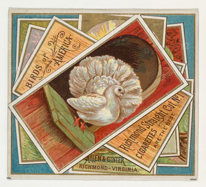 Fantail Pigeon, from the Birds of America series (N37) for Allen & Ginter Cigarettes, 1888.