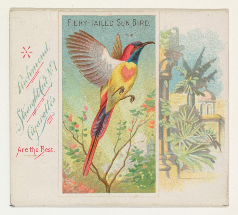 Fiery-Tailed Sun Bird, from Birds of the Tropics series (N38) for Allen & Ginter Cigarettes, 1889.