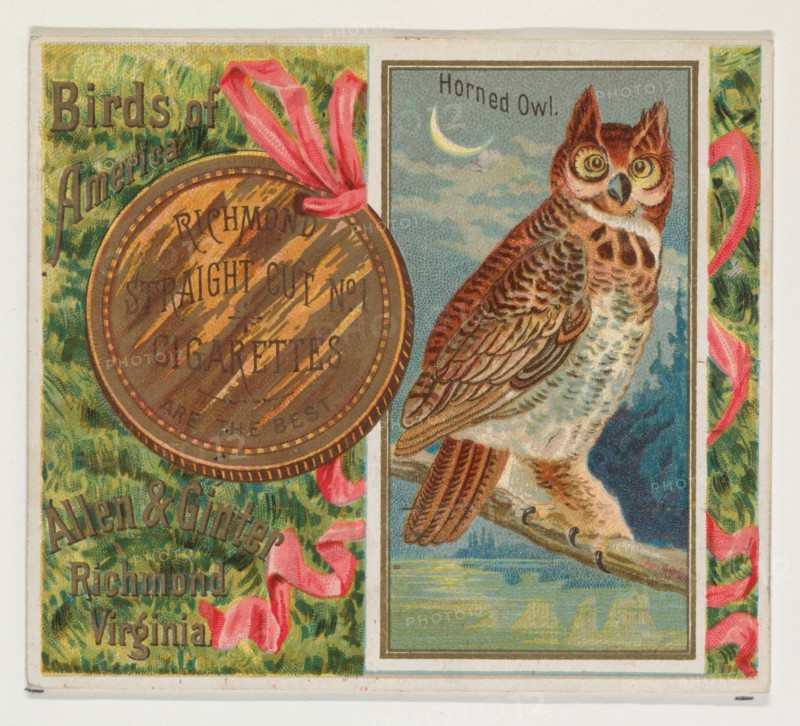 Horned Owl, from the Birds of America series (N37) for Allen & Ginter Cigarettes, 1888.