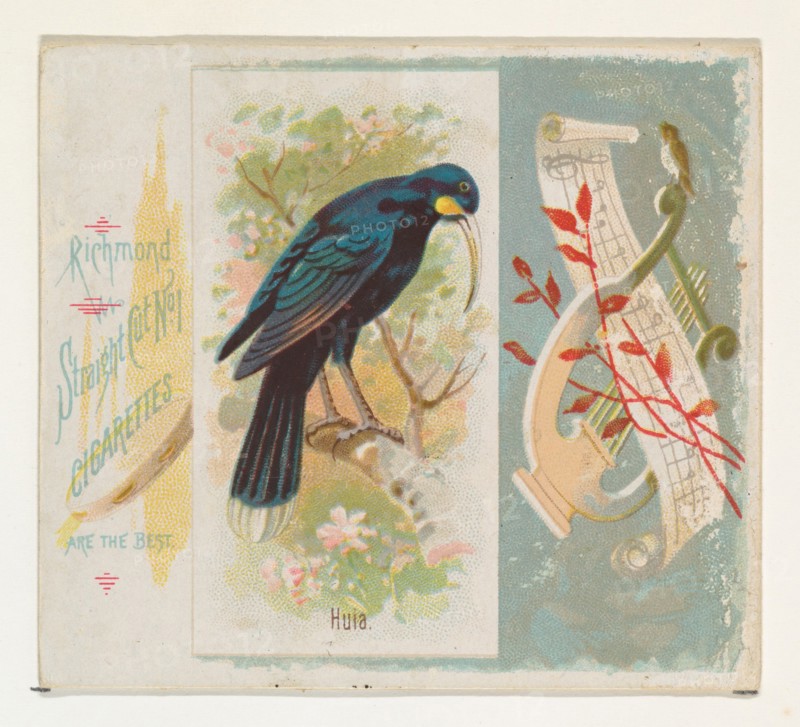 Huia, from the Song Birds of the World series (N42) for Allen & Ginter Cigarettes, 1890.