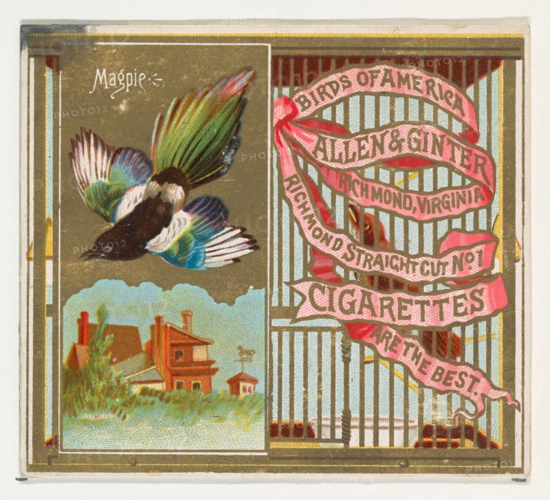 Magpie, from the Birds of America series (N37) for Allen & Ginter Cigarettes, 1888.