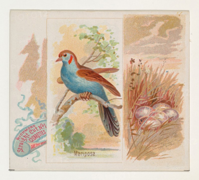Mariposa, from the Song Birds of the World series (N42) for Allen & Ginter Cigarettes, 1890.