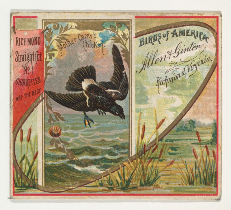 Mother Carey's Chicken, from the Birds of America series (N37) for Allen & Ginter Cigarettes, 1888.