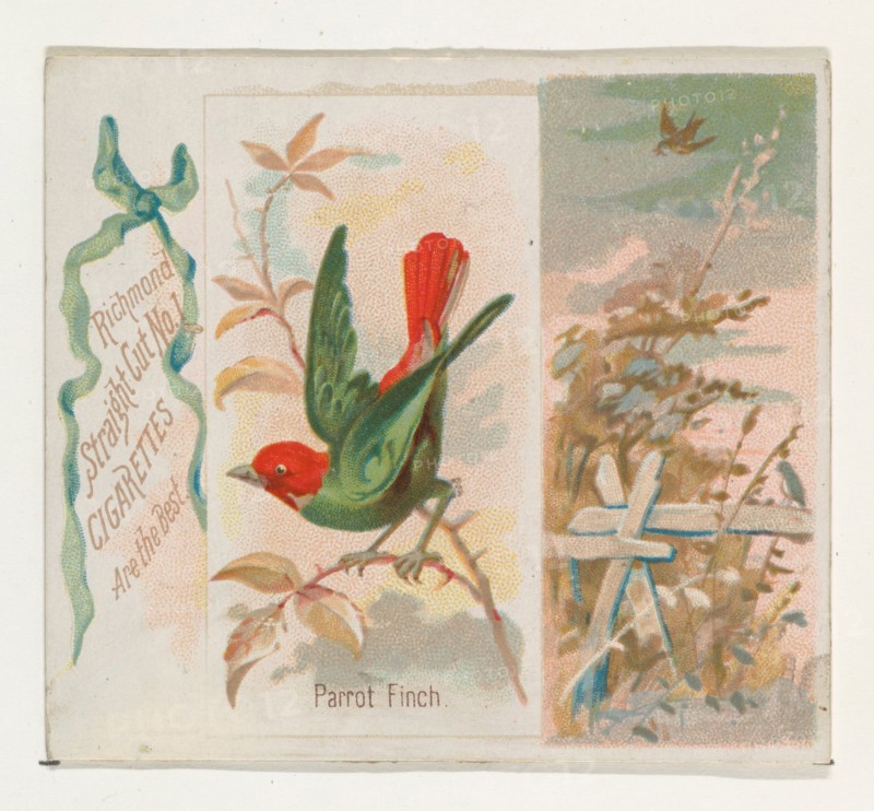 Parrot Finch, from the Song Birds of the World series (N42) for Allen & Ginter Cigarettes, 1890.