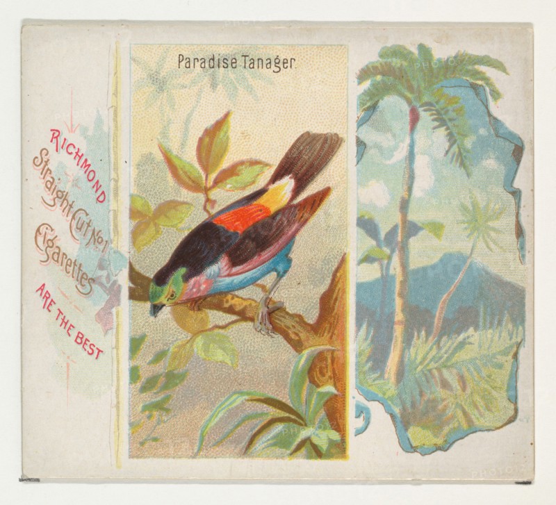 Paradise Tanager, from Birds of the Tropics series (N38) for Allen & Ginter Cigarettes, 1889.