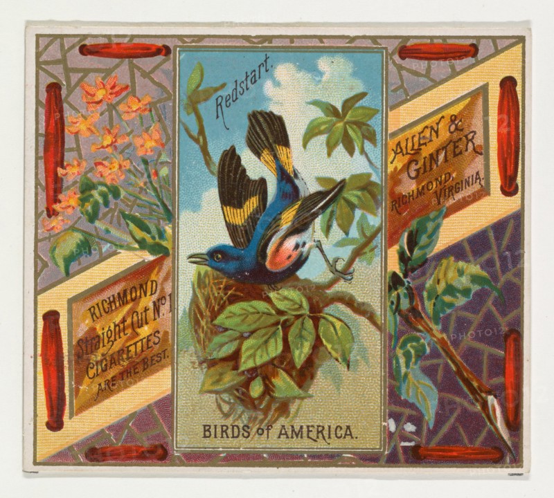 Redstart, from the Birds of America series (N37) for Allen & Ginter Cigarettes, 1888.