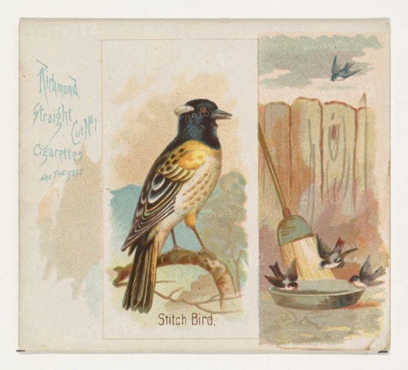 Stitch Bird, from the Song Birds of the World series (N42) for Allen & Ginter Cigarettes, 1890.