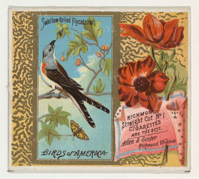 Swallow-tailed Flycatcher, from the Birds of America series (N37) for Allen & Ginter Cigarettes, 1888.