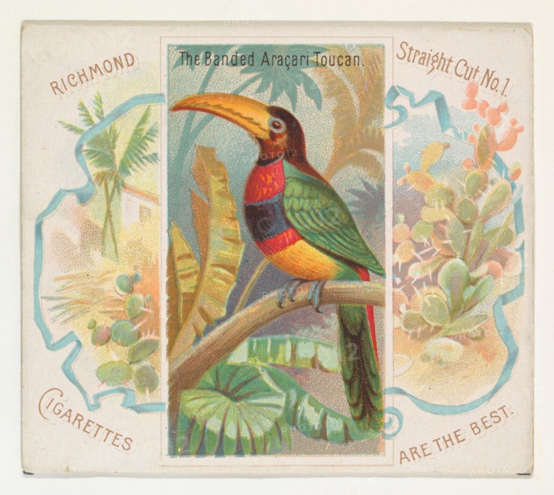 The Banded Aracari Toucan, from Birds of the Tropics series (N38) for Allen & Ginter Cigarettes, 1889.