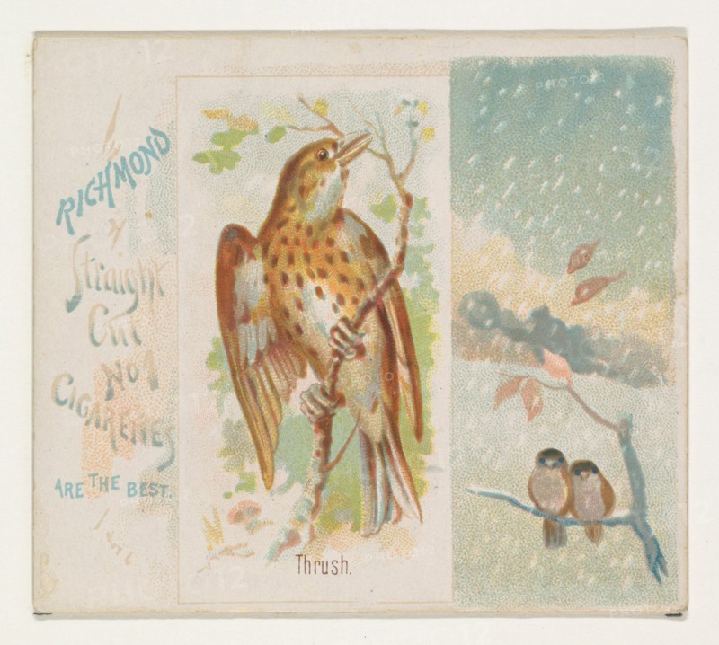 Thrush, from the Song Birds of the World series (N42) for Allen & Ginter Cigarettes, 1890.