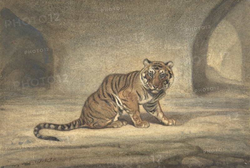 Tiger, 1810-75.