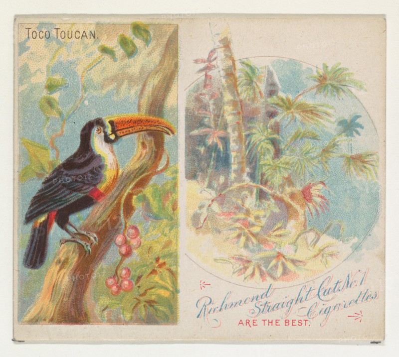 Toco Toucan, from Birds of the Tropics series (N38) for Allen & Ginter Cigarettes, 1889.