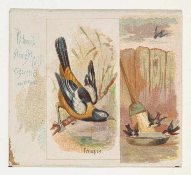 Troupial, from the Song Birds of the World series (N42) for Allen & Ginter Cigarettes, 1890.