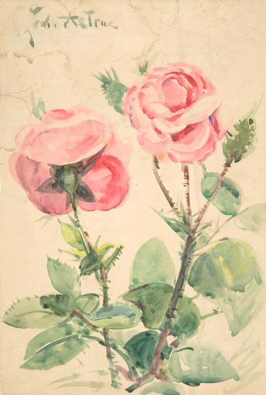 Two Roses, ca. 1884-1904.