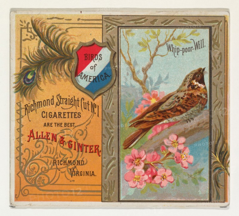 Whip-poor Will, from the Birds of America series (N37) for Allen & Ginter Cigarettes, 1888.