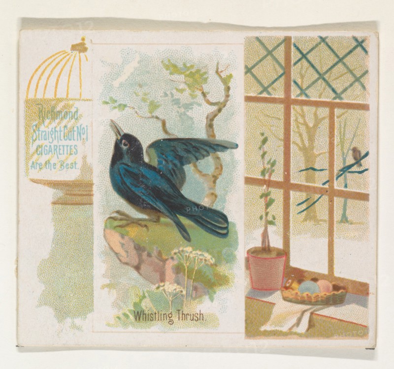 Whistling Thrush, from the Song Birds of the World series (N42) for Allen & Ginter Cigarettes, 1890.