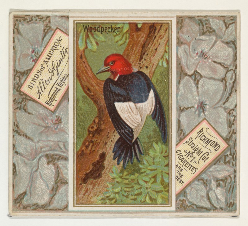 Woodpecker, from the Birds of America series (N37) for Allen & Ginter Cigarettes, 1888.