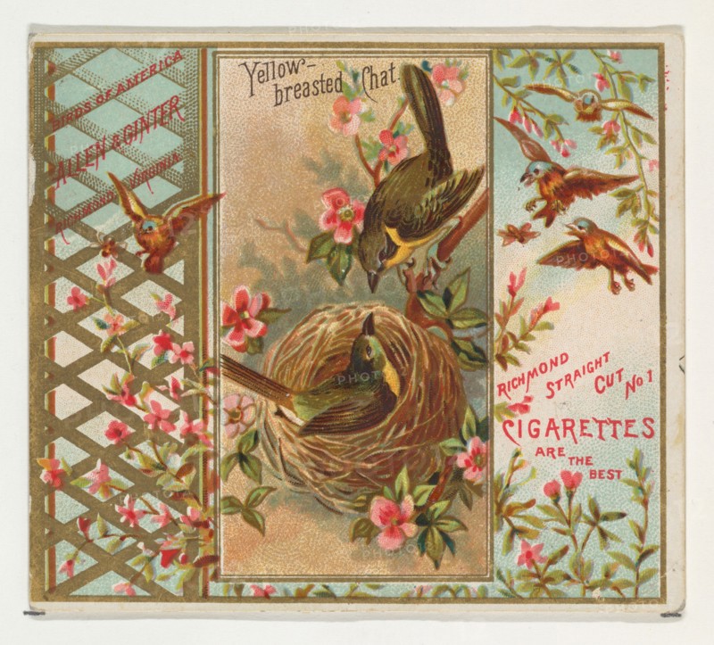 Yellow-breasted Chat, from the Birds of America series (N37) for Allen & Ginter Cigarettes, 1888.