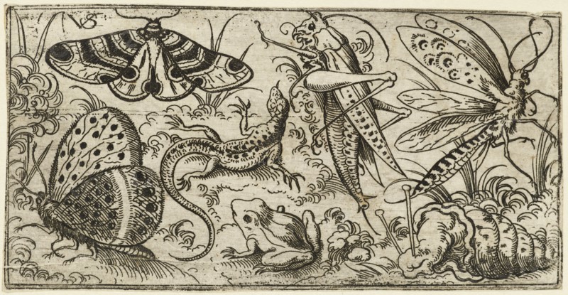 Group of insects and animals on a plain ground with grass, including a butterfly, a dragonfly, a moth, a cricket, a lizard, a frog, and a snail, 1530 - 1562. From Douce Ornament Prints Album I.