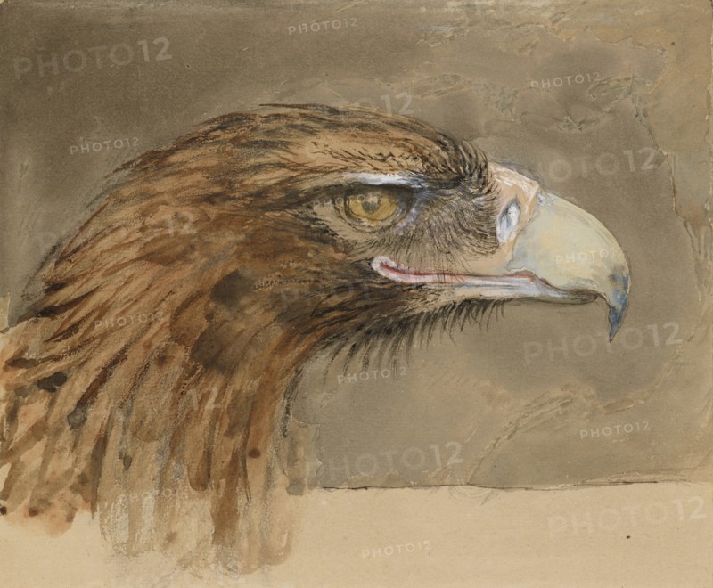 The Head of a common Golden Eagle, from Life, 8 - 11 September 1870.