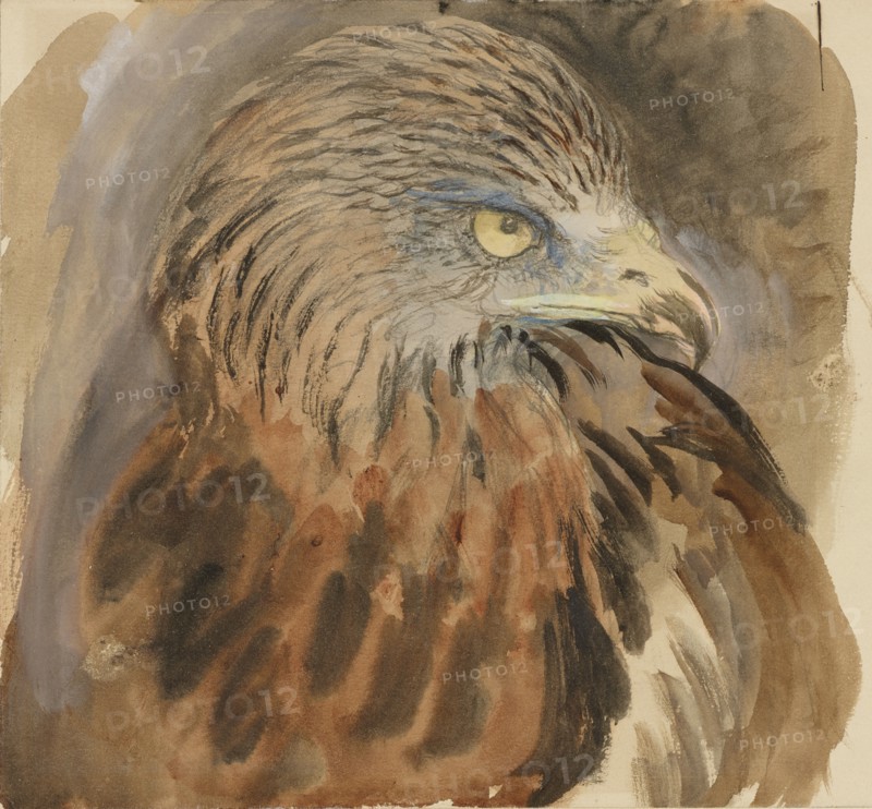 The Head of a Kite, from Life, 30 August - 1 September 1870.