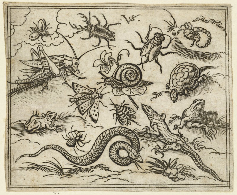 Group of insects and reptiles on plain ground with rocks, including an iguana, a lizard, a snake, a turtle, a scorpion, a snail, a spider, a beetle, and a cricket, 1557. From Douce Ornament Prints Album I.