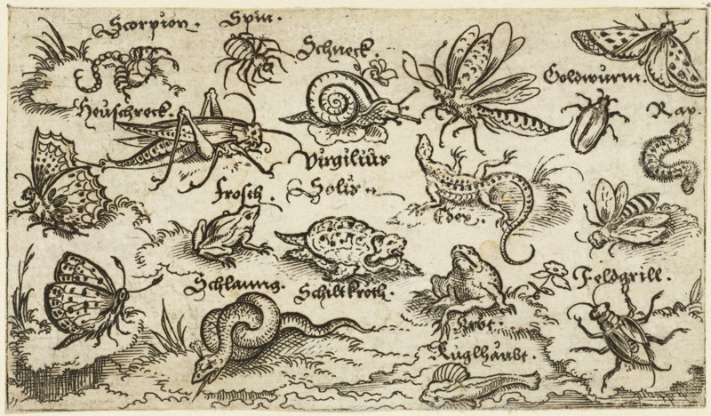 Insects, reptiles, snails, and fish on minimal ground with water in foreground, animals include a snake, turtle, cricket, frog, bee, scorpion, and caterpillar, 1572. From Douce Ornament Prints Album I.