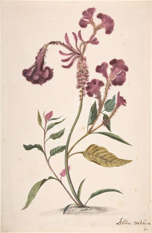 Study of a Hanekam (Celosia argentea), n.d..