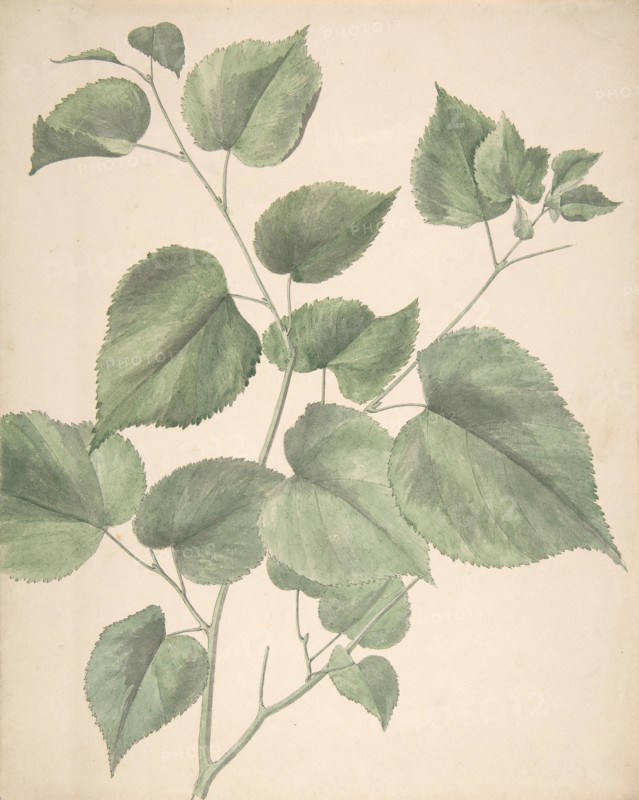 Leaves, 19th century.
