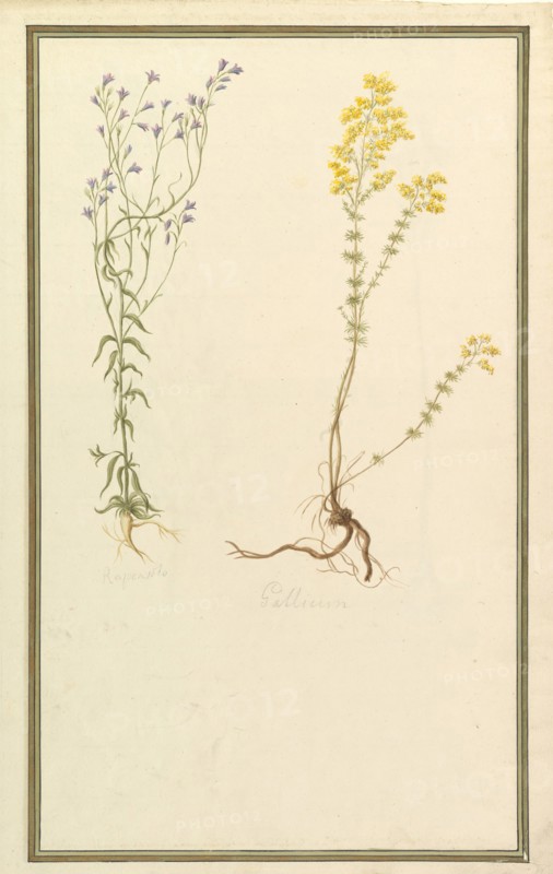 Botanical Studies, ca. 1820.