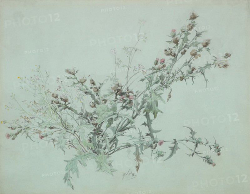 Study of a Flowering Thistle, 1846.