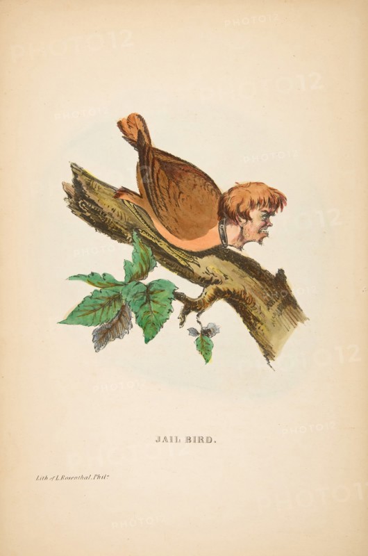 Jail Bird, from The Comic Natural History of the Human Race, 1851.
